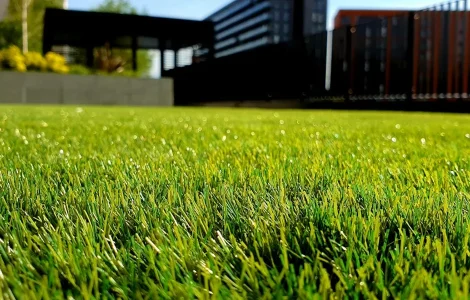 5 choses savoir entretien pelouse